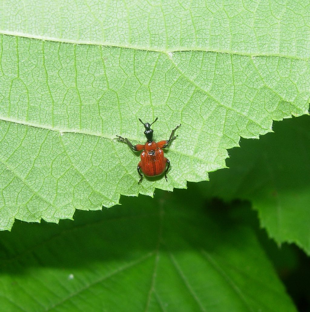 Barilotto di Apoderus coryli